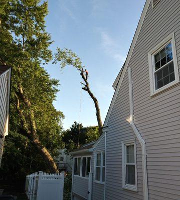 Customer told us many contractors walked away from this large maple tree removal extremely technical on tight access