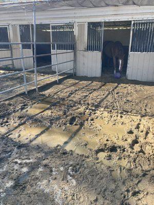 Stall was like this for weeks. Nothing done. See, wheelbarrow tracks? They know.