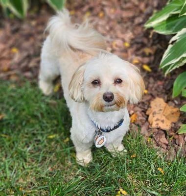 Nash in back yard