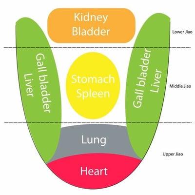 Tongue chart