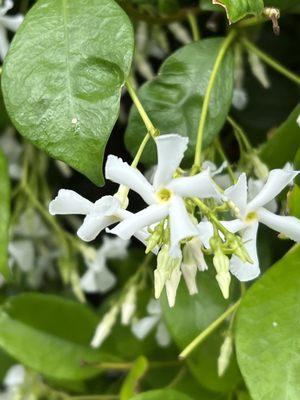 Jasmine hedge smells divine!