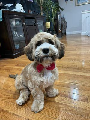 First time after cut rainbow pet groomer