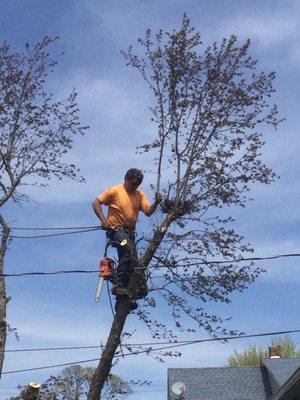 Cheap Tree Removals