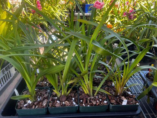 These are the seedlings a season after I purchased them. Some were up potted a few months ago.