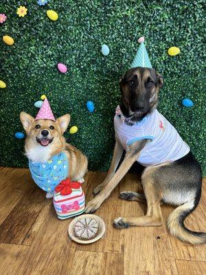 Happy Barkday!