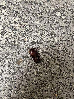 A dead roach .