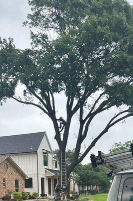 Tree removal in process.