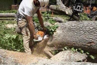 Timber Troupe Tree Care