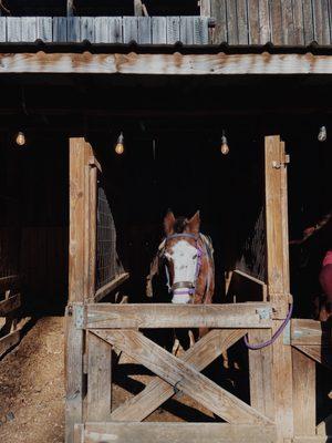 Couldn't resist a picture of blue eyes in her stable