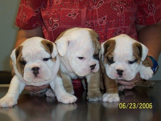 Bulldog Pups