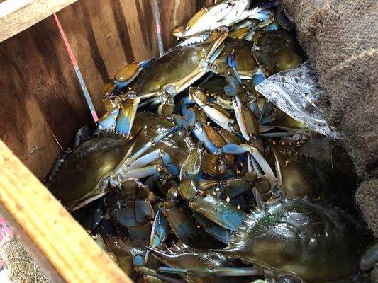 Live Blue Crab!