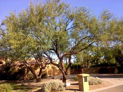 Ironwood Tree After Pruning