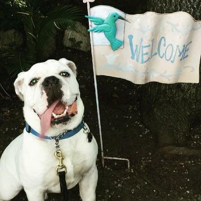 Max is a graduate of the Board & Train program. He is a happy boy!