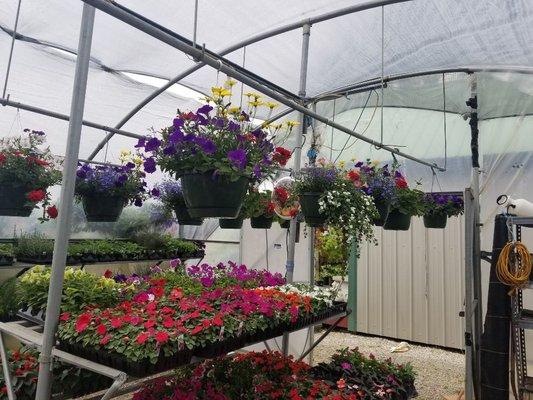 Flowers and Hanging Baskets