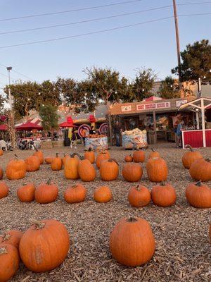 Pumpkin field