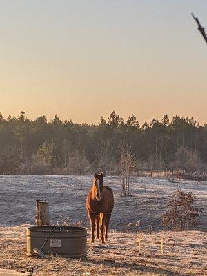 Goodrum Veterinary Clinic