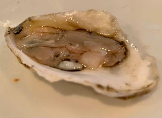 Oyster closeup!