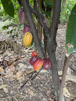 Cacao tree with cacao pods.