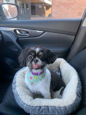 My shihtzu after her groomer