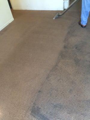 Before and after results with St Augustine's most powerful carpet cleaning machine!