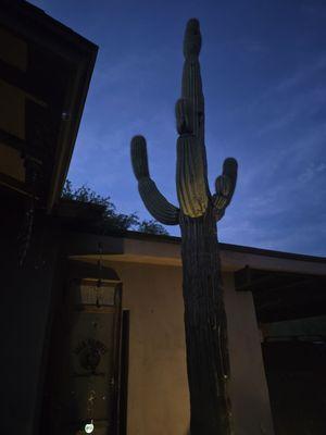 John Leslie aka Sagauro Cactus gone bad