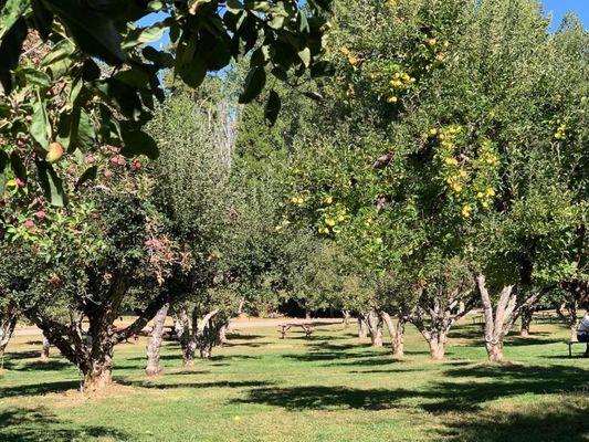 Picnic tables  throughout the property including in the orchard!