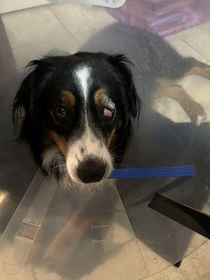 Jaxon with inner eyelid stitched closed after his eye was injured. Crain veterinary even helped me apply his daily eye medication.