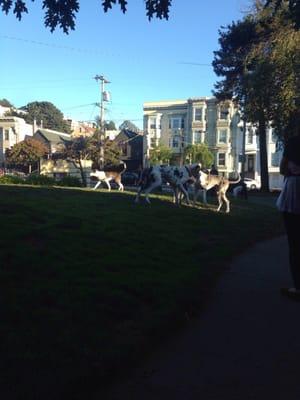 Dogs playing in the small little grass area