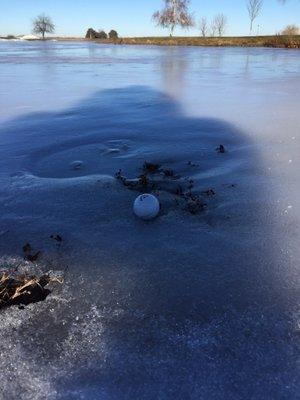 Edge of the pond?!?  Winter rules state you can toss it back to the fairway