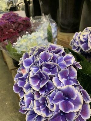 Hydrangeas are my fave!! And they have pretty variations to choose from in the cooler!!