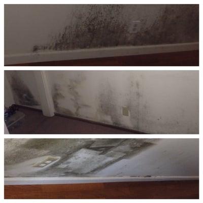 the return of mold after treatment