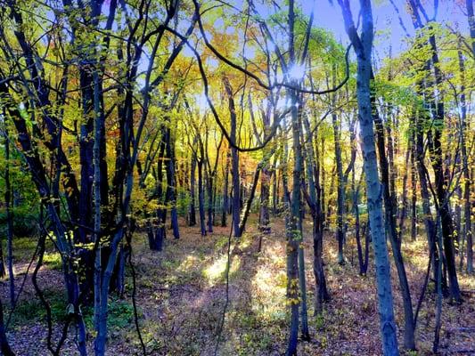 Artistic woods