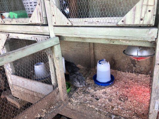 Part of the chicks brooder