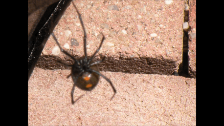 Beware of Black Widow Spiders. Always check BBQ grills and water valve boxes before reaching in.