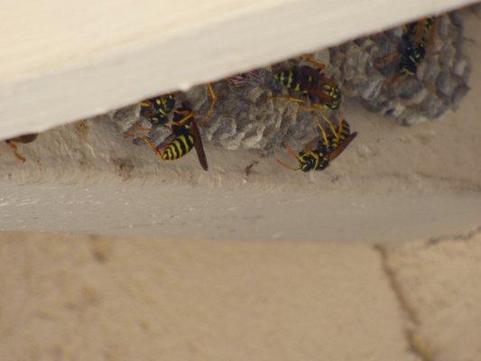 Yellow jacks early stages of building a nest