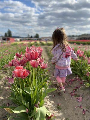 Walking through the gorgeous tulip fields