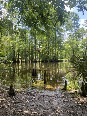 The swamp from the boardwalk