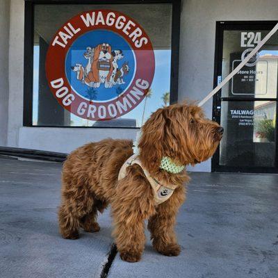 My 6 month old goldendoodle just got her first haircut.