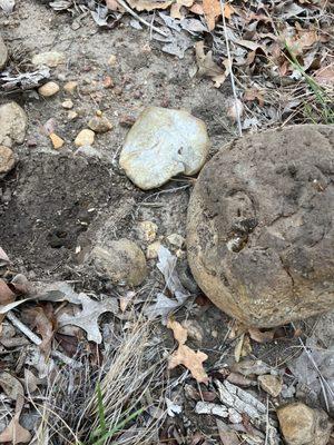 Overturned rock with ant eggs