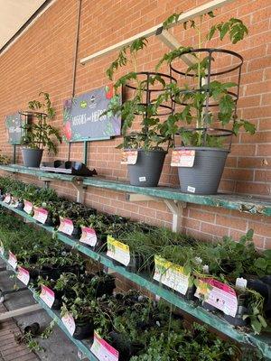 Vegetables and herb plants