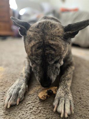 A happy dog and her donut