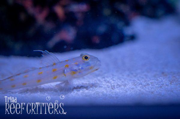 Diamond goby