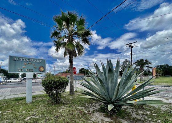 Big agave