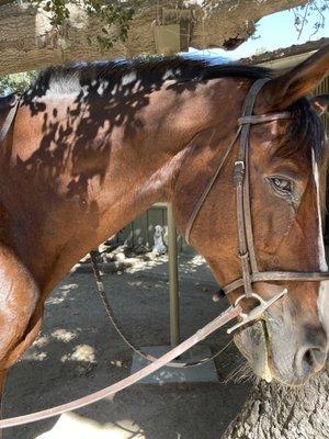 This horse is Otis. He is one of the best horses ever. He is an old fella but is so great when riding.