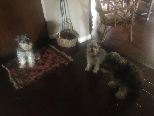 Left to right. Clodia, Tullia-Zoé and Cato Schnauzers