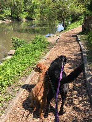 Bailey and Oscar love their River Path nature walks in Albany Park!