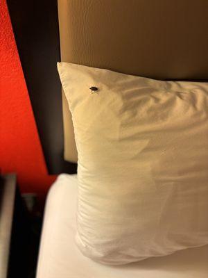 Bug on pillow in bed