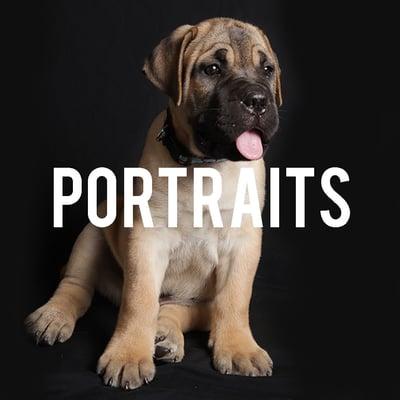 Pet Photography.  We love dogs! :)