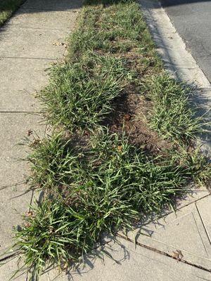 Weeds and bare spots in front curb lawn