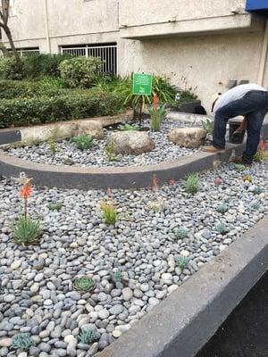 Succulent garden with Mexican beach pebbles. Color Landscaping Manhattan Beach gardening Hermosa Beach.